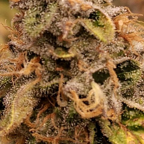 Strawberry Cough Clone growlog timeline photo