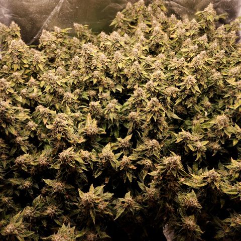 Strawberry Cough Clone growlog timeline photo