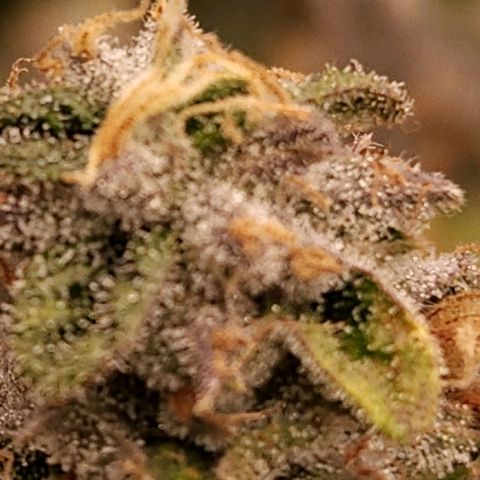 Strawberry Cough Clone growlog timeline photo