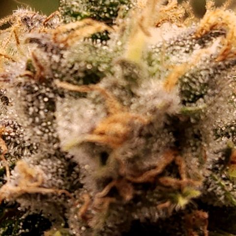 Strawberry Cough Clone growlog timeline photo