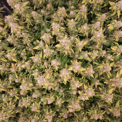 Strawberry Cough Clone growlog timeline photo