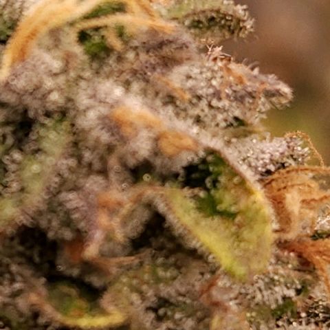Strawberry Cough Clone growlog timeline photo