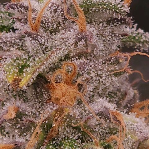 Strawberry Cough Clone growlog timeline photo