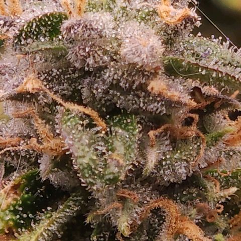 Strawberry Cough Clone growlog timeline photo