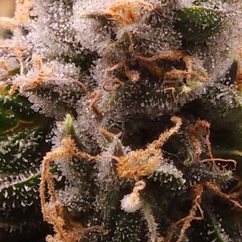 Strawberry Cough Clone growlog timeline photo