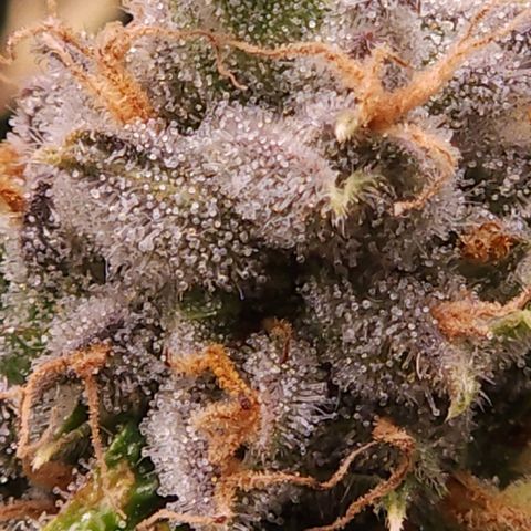 Strawberry Cough Clone growlog timeline photo