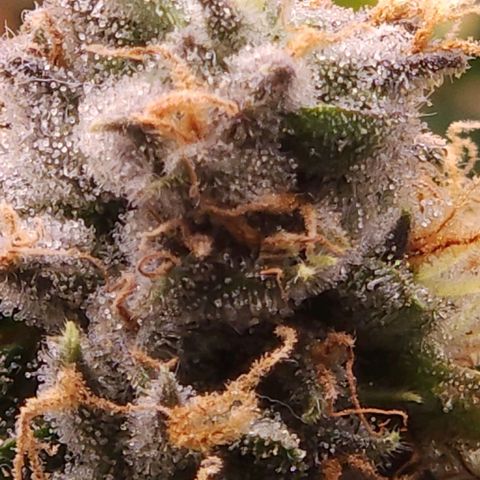 Strawberry Cough Clone growlog timeline photo
