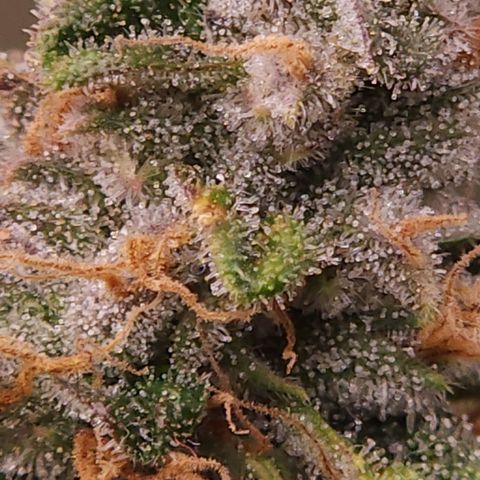 Strawberry Cough Clone growlog timeline photo