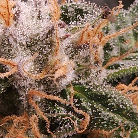 Strawberry Cough Clone growlog timeline photo