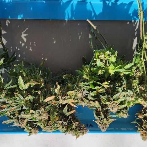 Strawberry Cough Clone growlog timeline photo