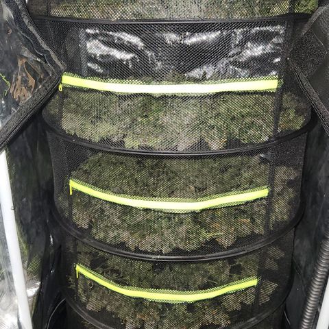Strawberry Cough Clone growlog timeline photo