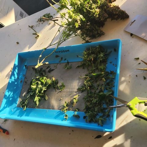 Strawberry Cough Clone growlog timeline photo