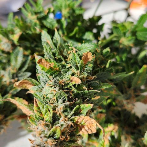 Strawberry Cough Clone growlog timeline photo