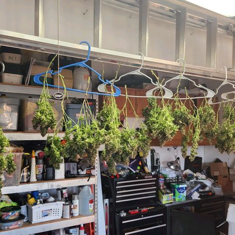 Strawberry Cough Clone growlog timeline photo