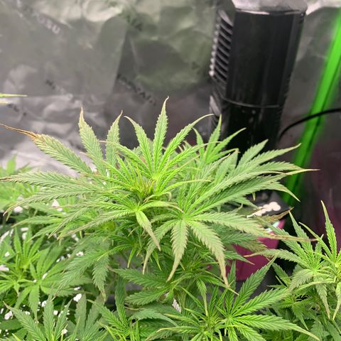 Blueberry X Big Bud growlog timeline photo