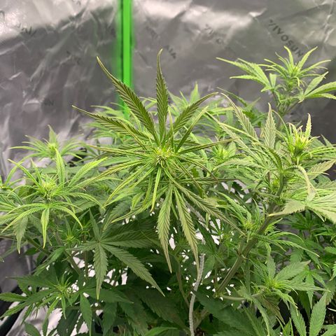 Blueberry X Big Bud growlog timeline photo