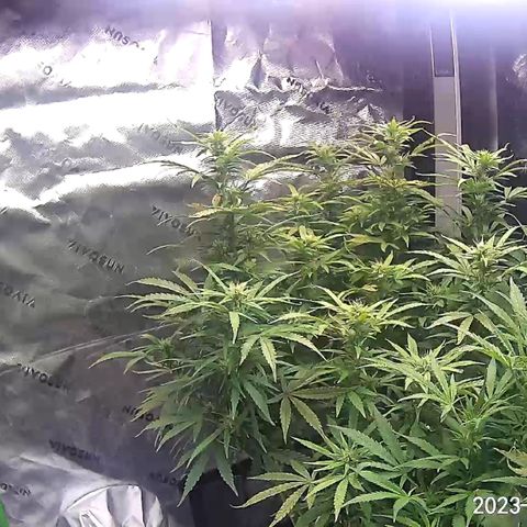 Blueberry X Big Bud growlog timeline photo
