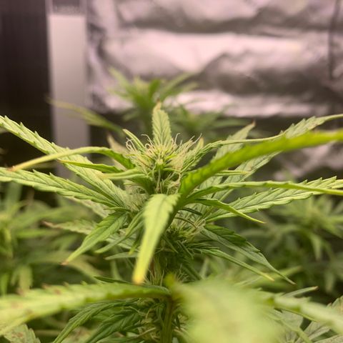 Blueberry X Big Bud growlog timeline photo