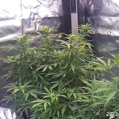 Blueberry X Big Bud growlog timeline photo