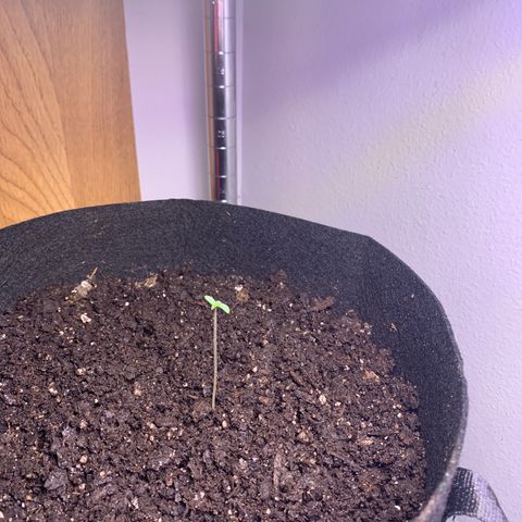 Blueberry XXL Auto growlog timeline photo