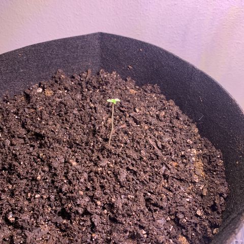 Blueberry XXL Auto growlog timeline photo