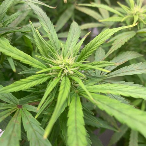 Blueberry X Big Bud growlog timeline photo