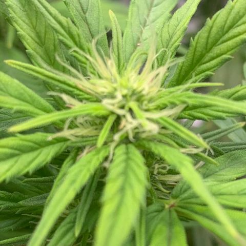 Blueberry X Big Bud growlog timeline photo