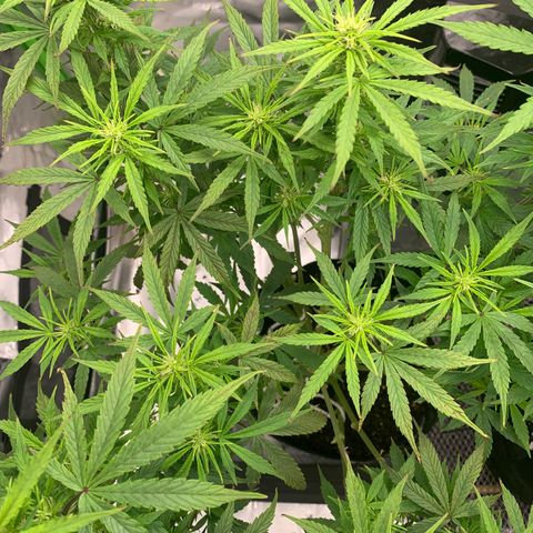 Blueberry X Big Bud growlog timeline photo