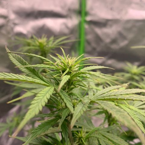 Blueberry X Big Bud growlog timeline photo