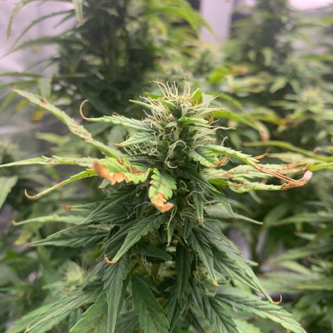 Blueberry X Big Bud growlog photo: Almost cut time
