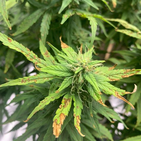 Blueberry X Big Bud growlog timeline photo