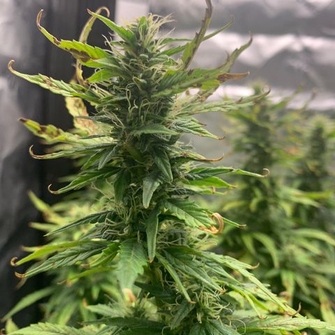 Blueberry X Big Bud growlog timeline photo