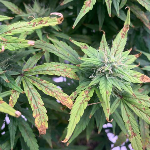 Blueberry X Big Bud growlog timeline photo
