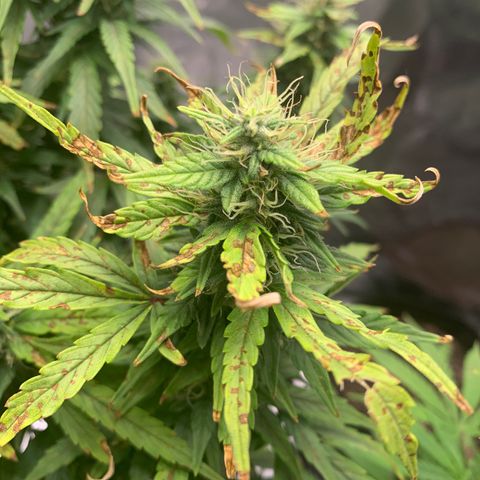 Blueberry X Big Bud growlog timeline photo