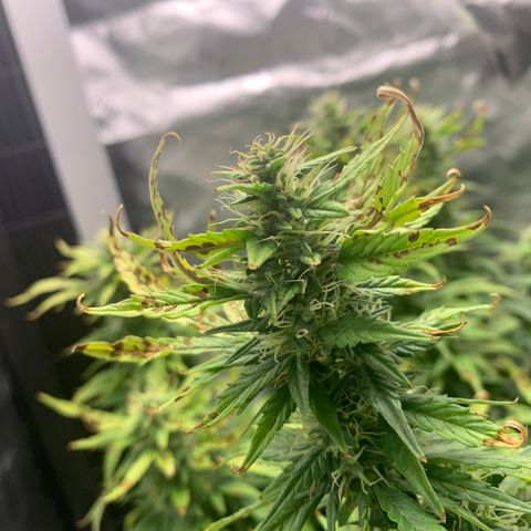 Blueberry X Big Bud growlog timeline photo