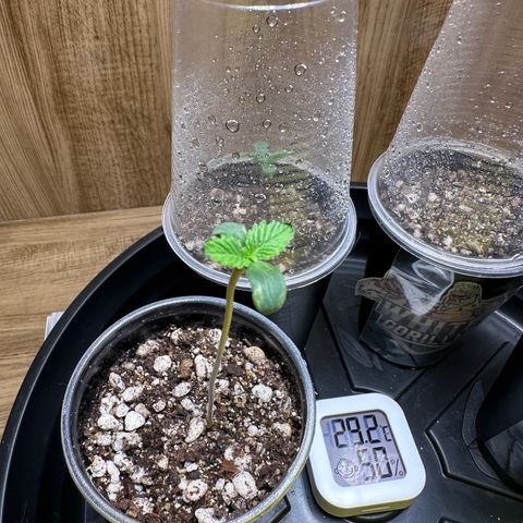 Gorilla Banana growlog timeline photo