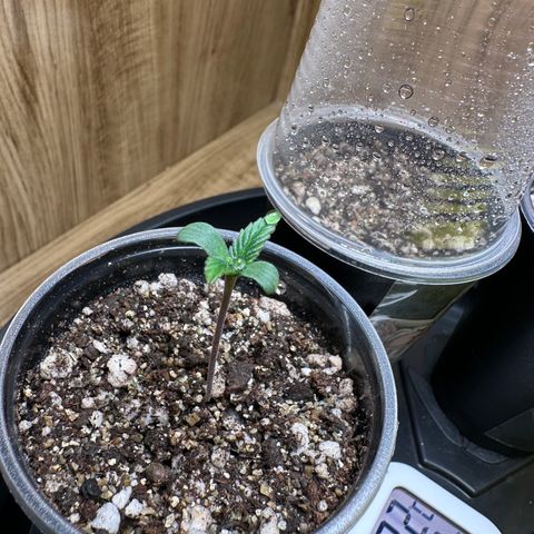 Gorilla Rainbow growlog timeline photo