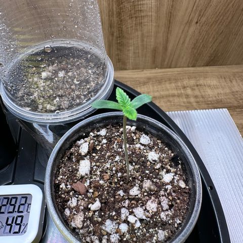 Gorilla Ghost growlog timeline photo