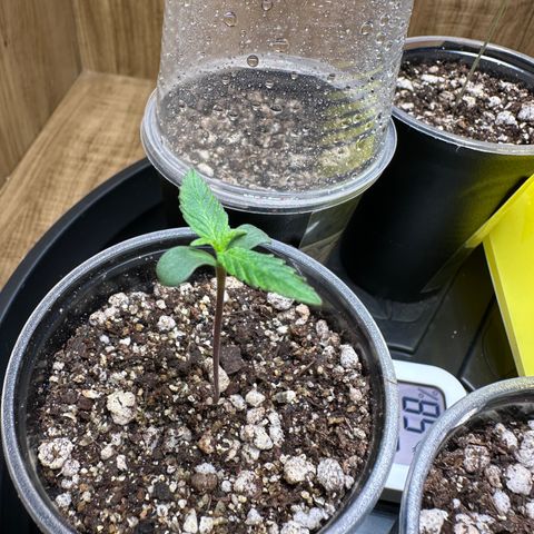 Gorilla Rainbow growlog timeline photo