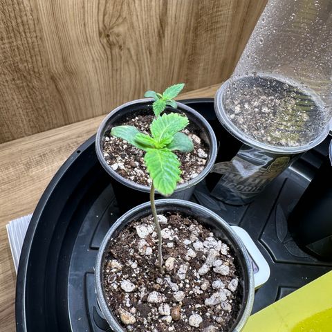 Gorilla Banana growlog timeline photo