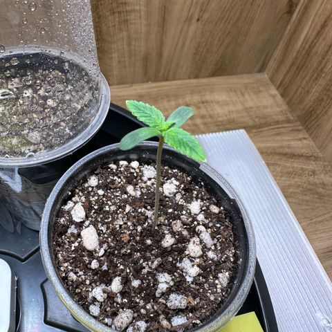 Gorilla Ghost growlog timeline photo