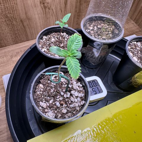 Gorilla Banana growlog timeline photo