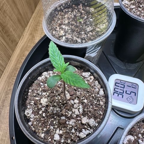 Gorilla Rainbow growlog timeline photo