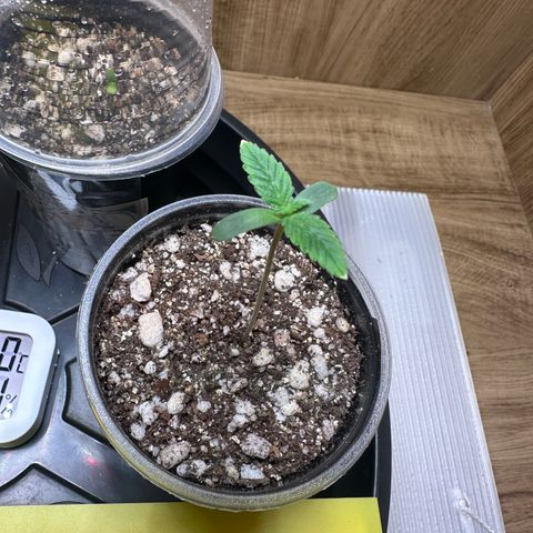 Gorilla Ghost growlog timeline photo