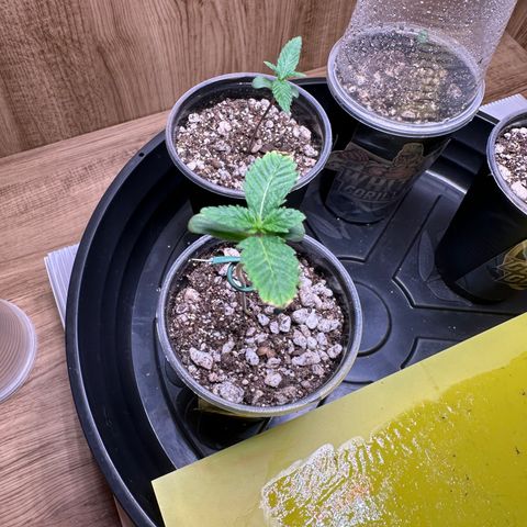 Gorilla Banana growlog timeline photo