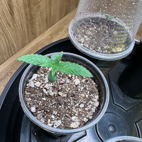 Gorilla Rainbow growlog timeline photo