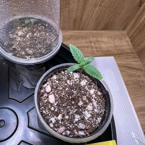 Gorilla Ghost growlog timeline photo