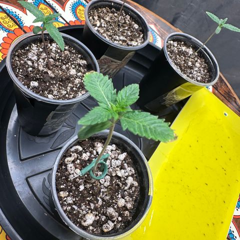 Gorilla Banana growlog timeline photo