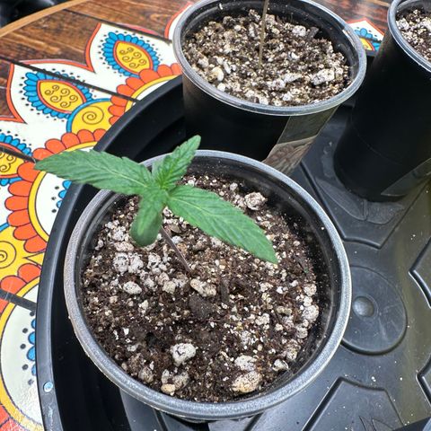 Gorilla Rainbow growlog timeline photo