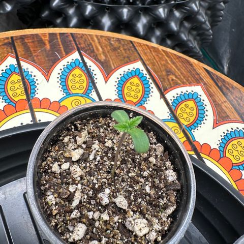 White Gorilla growlog timeline photo